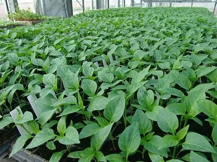 تصویر 3 از نشا فلفل دلمه‌ ای صادراتی با بسته‌ بندی استاندارد